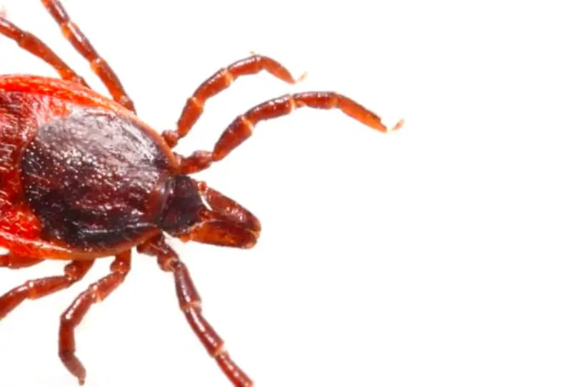 bed bug services