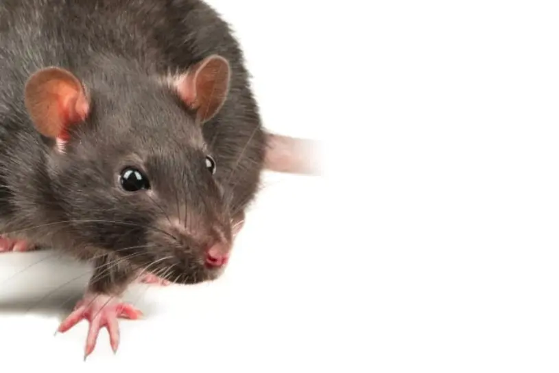rat services