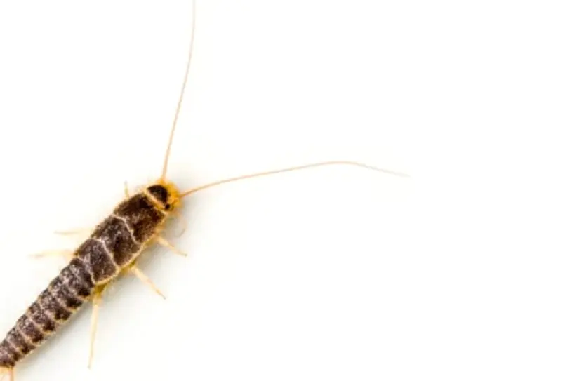 silverfish services