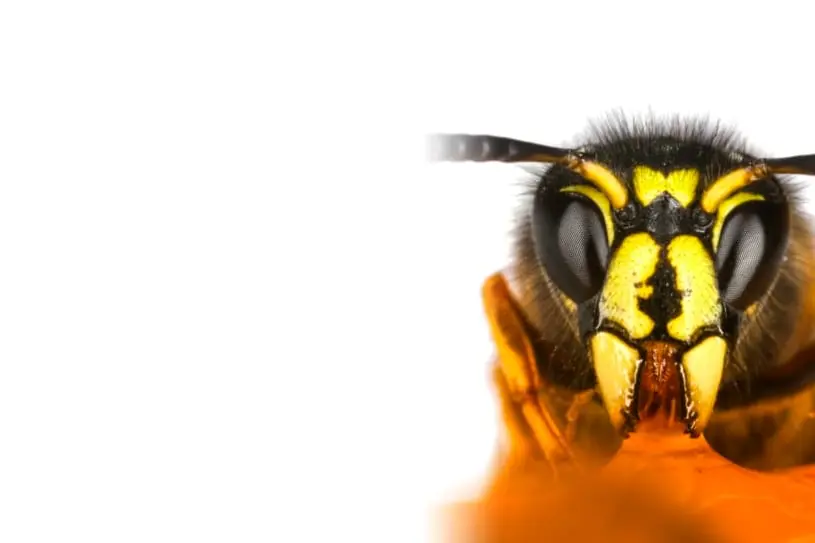 wasp services